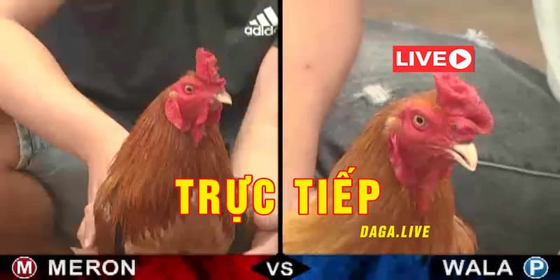 Kinh nghiệm đặt cược khi theo dõi đá gà thomo Campuchia